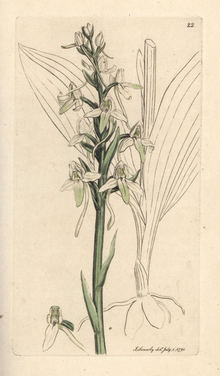Kislepke orchis, Platanthera bifolia (Orchis bifolia). Kézzel színezett rézmetszet James Sowerby illusztrációja nyomán James Smith angol botanikájából, London alkotó: James Sowerby