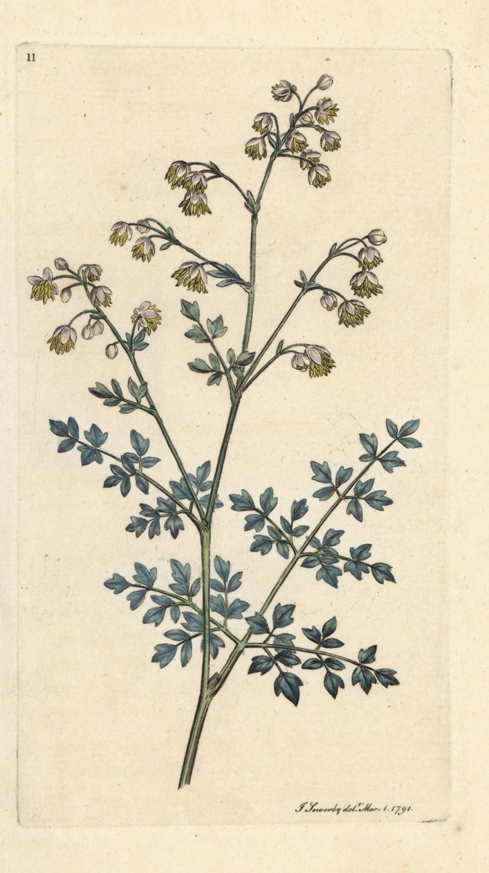 Kisréti utca, Thalictrum mínusz. Kézzel színezett rézmetszet James Sowerby illusztrációja nyomán James Smith angol botanikájából, London alkotó: James Sowerby