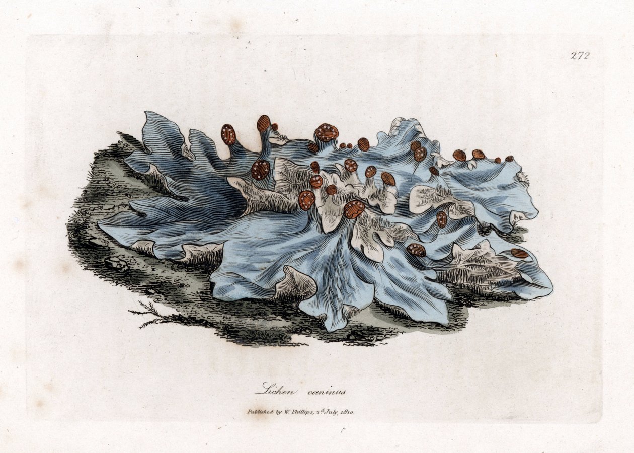 Lichen variete - Hamuszínű őrölt májfű, Lichen caninus. Kézzel színezett rézmetszet James Sowerby botanikai illusztrációjáról William Woodville-ből és Sir William Jackson Hooker "" Medical Botany" című művéből, John Bohn, London alkotó: James Sowerby