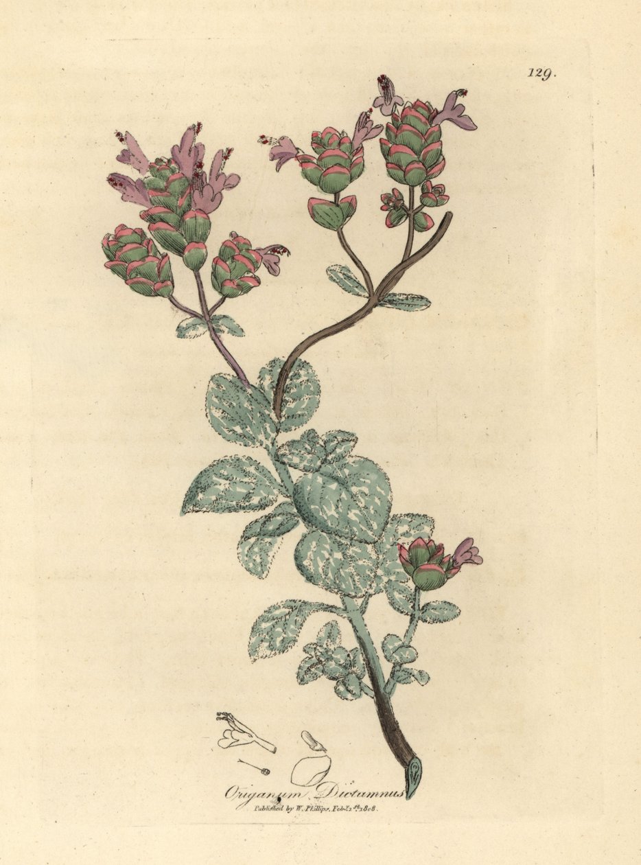 Krétai origanum dictamnus lila virágú dittany alkotó: James Sowerby