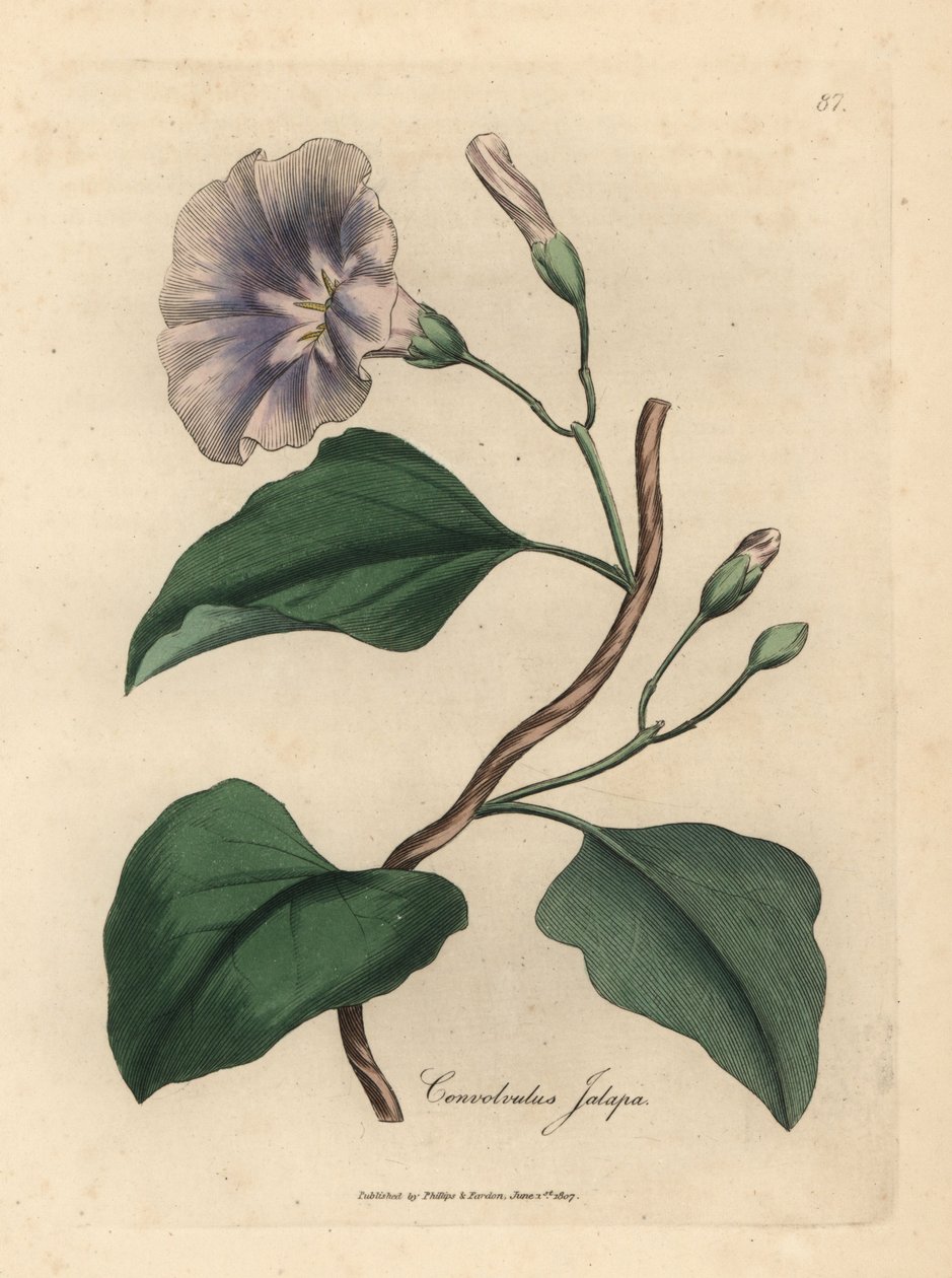 Lila virágú jalap bindweed, Convolvulus jalapa alkotó: James Sowerby