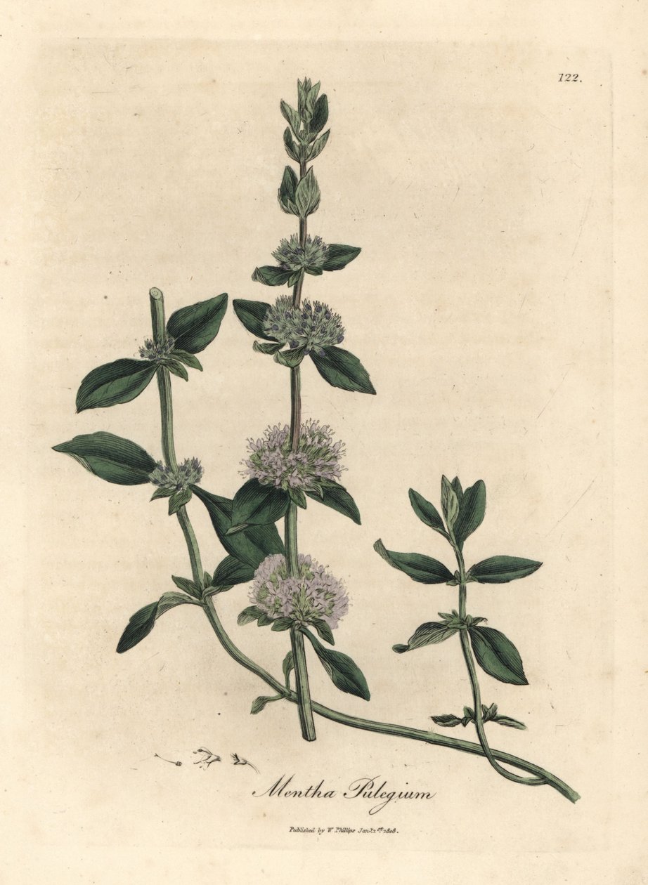 Lila virágú pennyroyal menta, Mentha csiga alkotó: James Sowerby