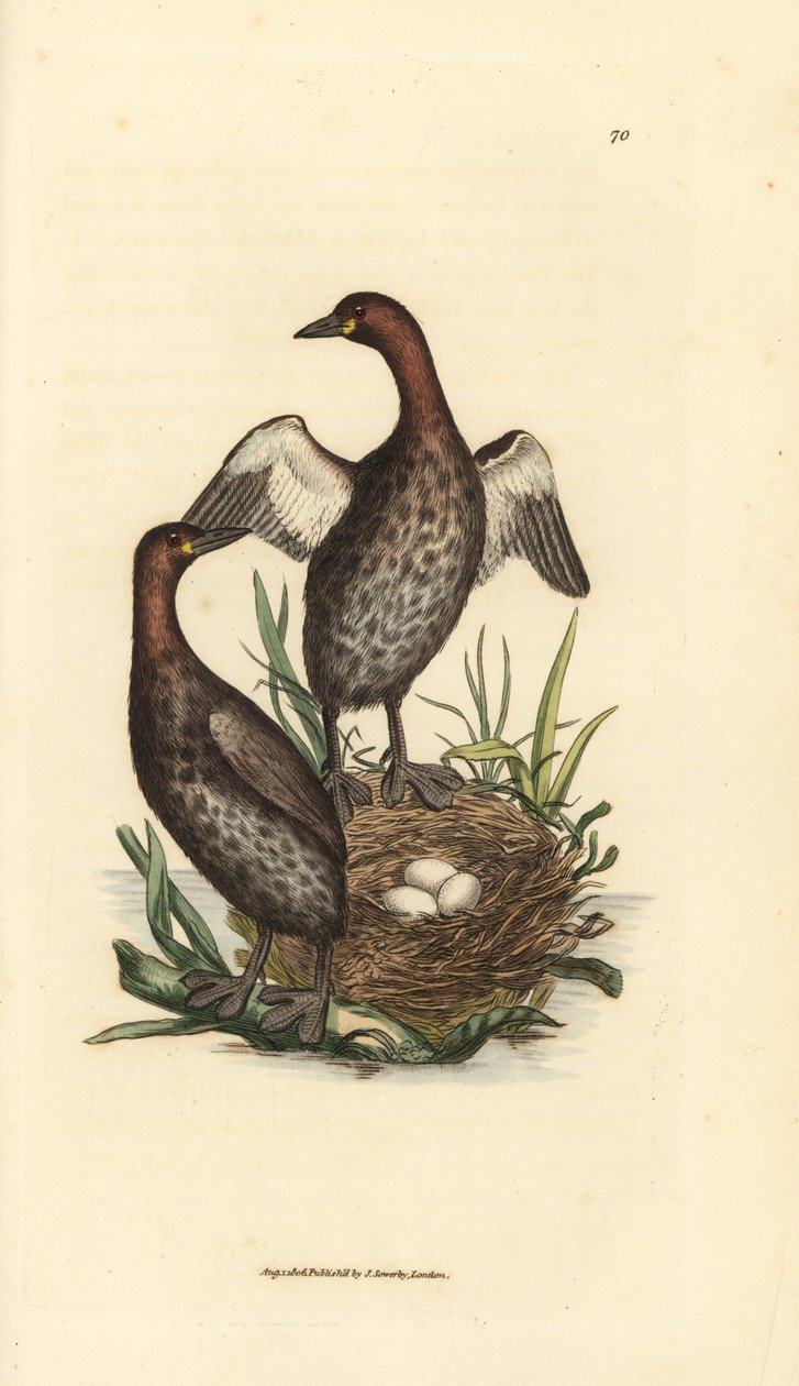 Kis vöcsök, Tachybaptus ruficollis (Kis fekete állú vöcsök, Colymbus hebridicus?). Párosítsd a fészekben három tojással. James Sowerby kézi színű rézmetszete a The British Miscellany-ból, vagy új, ritka vagy kevéssé ismert állat színes figurái alkotó: James Sowerby