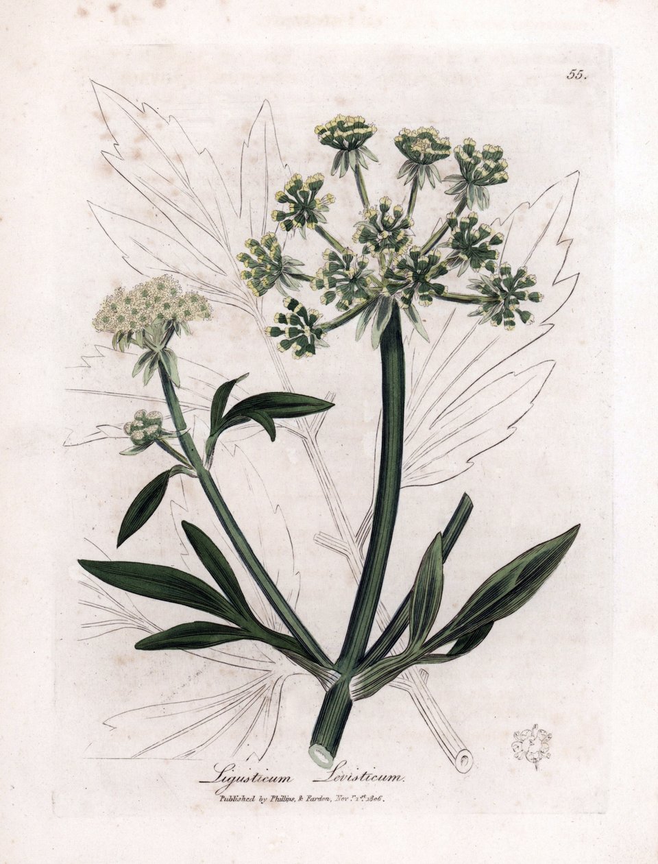 Liveche (Ligustium levistium) vagy hegyi fájdalom. Kézzel színezett rézmetszet James Sowerby illusztrációjából. Részlet William Woodville és Sir William Jackson Hooker „” Botanique medicale”” 1832-es könyvéből. A fáradhatatlan Sowerby (1757-1822) alkotó: James Sowerby