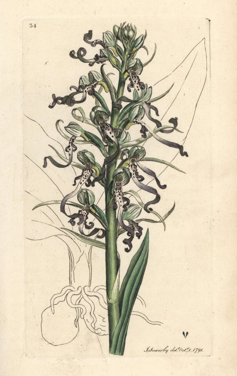 Gyík orchidea, Himantoglossum hircinum (Lizard satyrion vagy ochis, Satyrium hircinum). Kézzel színezett rézmetszet James Sowerby illusztrációja nyomán James Smith angol botanikájából, London alkotó: James Sowerby