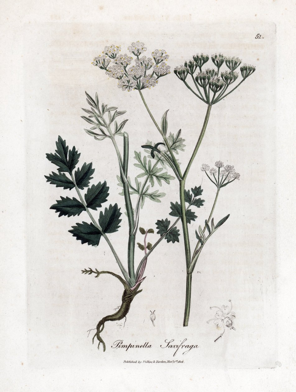 Locage saxifrage - Burnet saxifrage, Pimpinella saxifraga. Kézzel színezett rézmetszet James Sowerby botanikai illusztrációjából (William Woodville) és Sir William Jackson Hooker "" Medical Botany" című művéből, John Bohn, London alkotó: James Sowerby