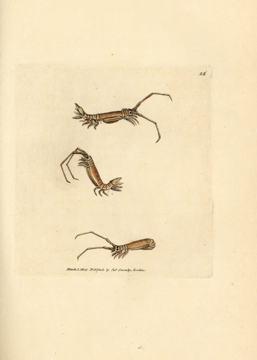 Hosszúszarvú egylábú, Astacilla longicornis (Oniscus longicornis). James Sowerby kézi színű rézmetszete a The British Miscellany-ból, vagy új, ritka vagy kevéssé ismert állattémák színes figurái. alkotó: James Sowerby