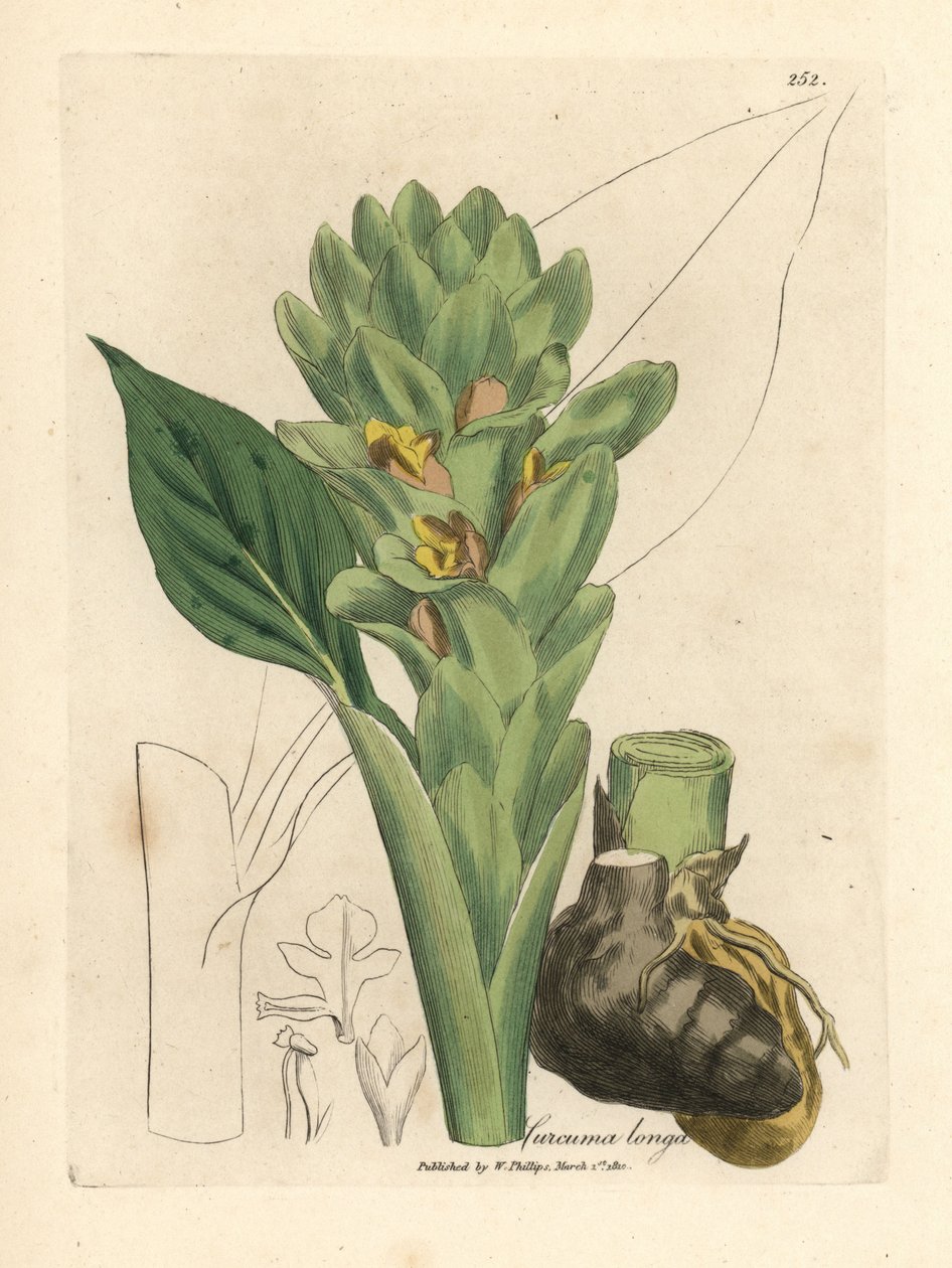 Hosszú gyökerű kurkuma, Curcuma longa alkotó: James Sowerby
