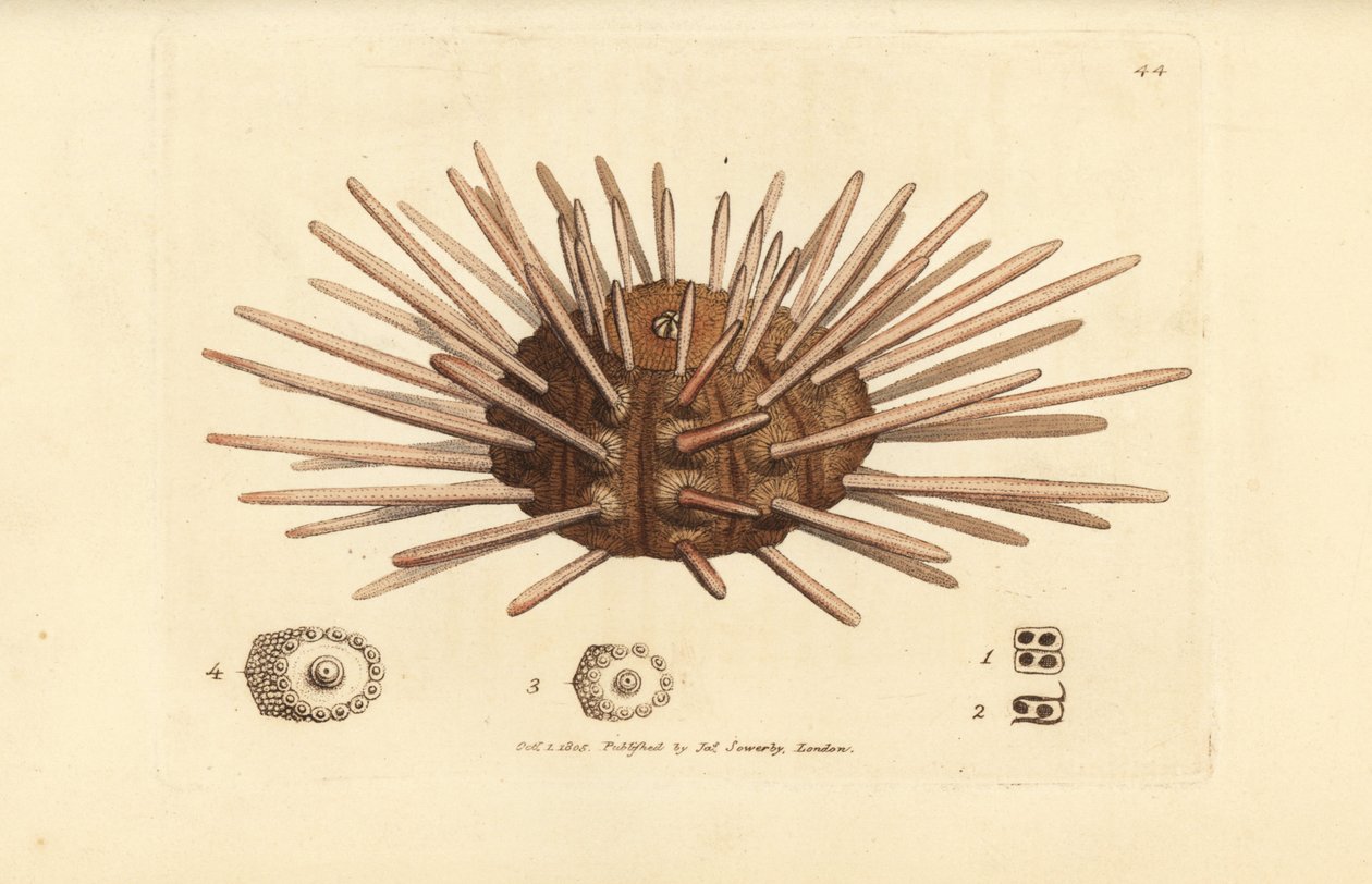 Hosszú gerincű pala toll tengeri sün, Cidaris cidaris (Echinus cidaris). James Sowerby kézi színű rézmetszete a The British Miscellany-ból, vagy új, ritka vagy kevéssé ismert állattémák színes figurái. alkotó: James Sowerby