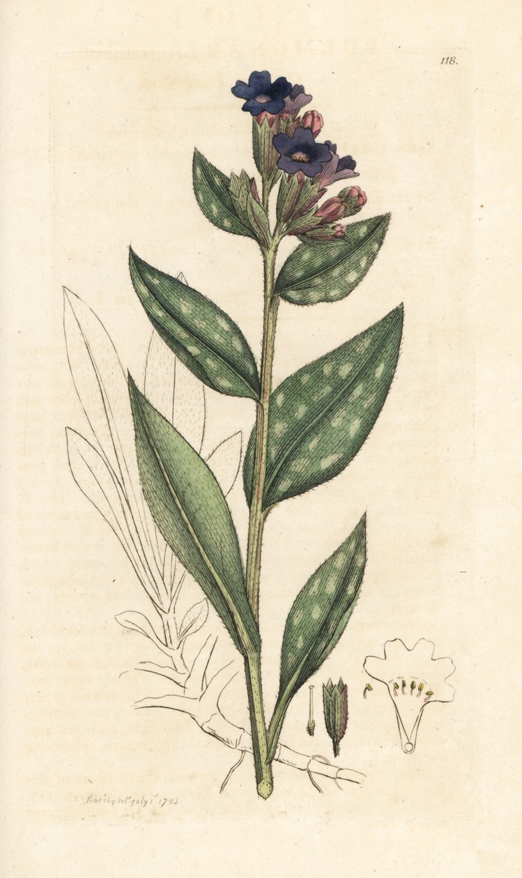 Lungwort, Pulmonaria officinalis (tüdő) Kézi színű rézmetszet James Sowerby illusztrációja nyomán James Smith angol botanikájából, London alkotó: James Sowerby