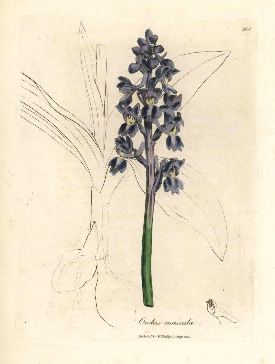 Hím orchideák, hím orchideák alkotó: James Sowerby
