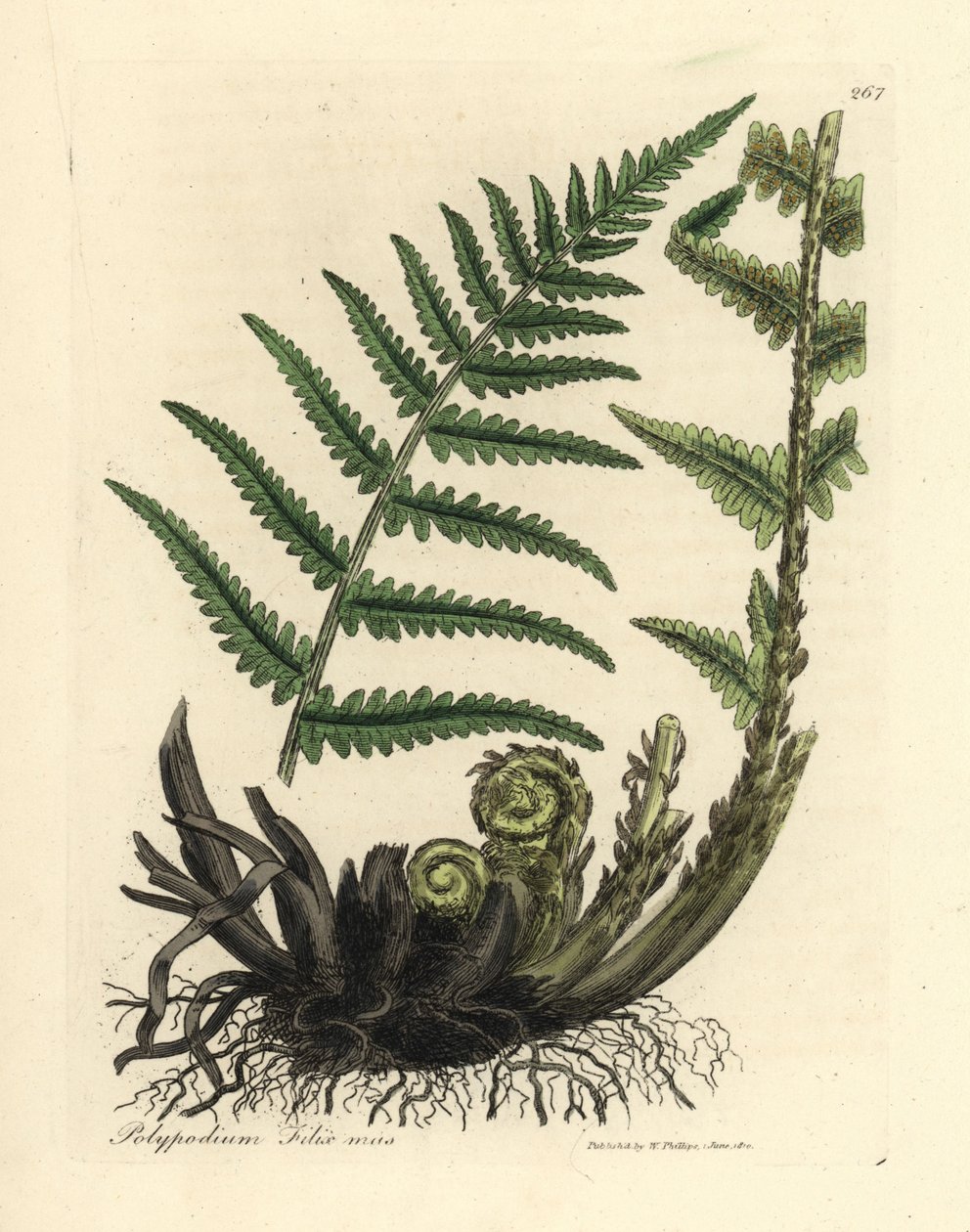 Hím soklábú páfrány, Polypodium filix hím alkotó: James Sowerby