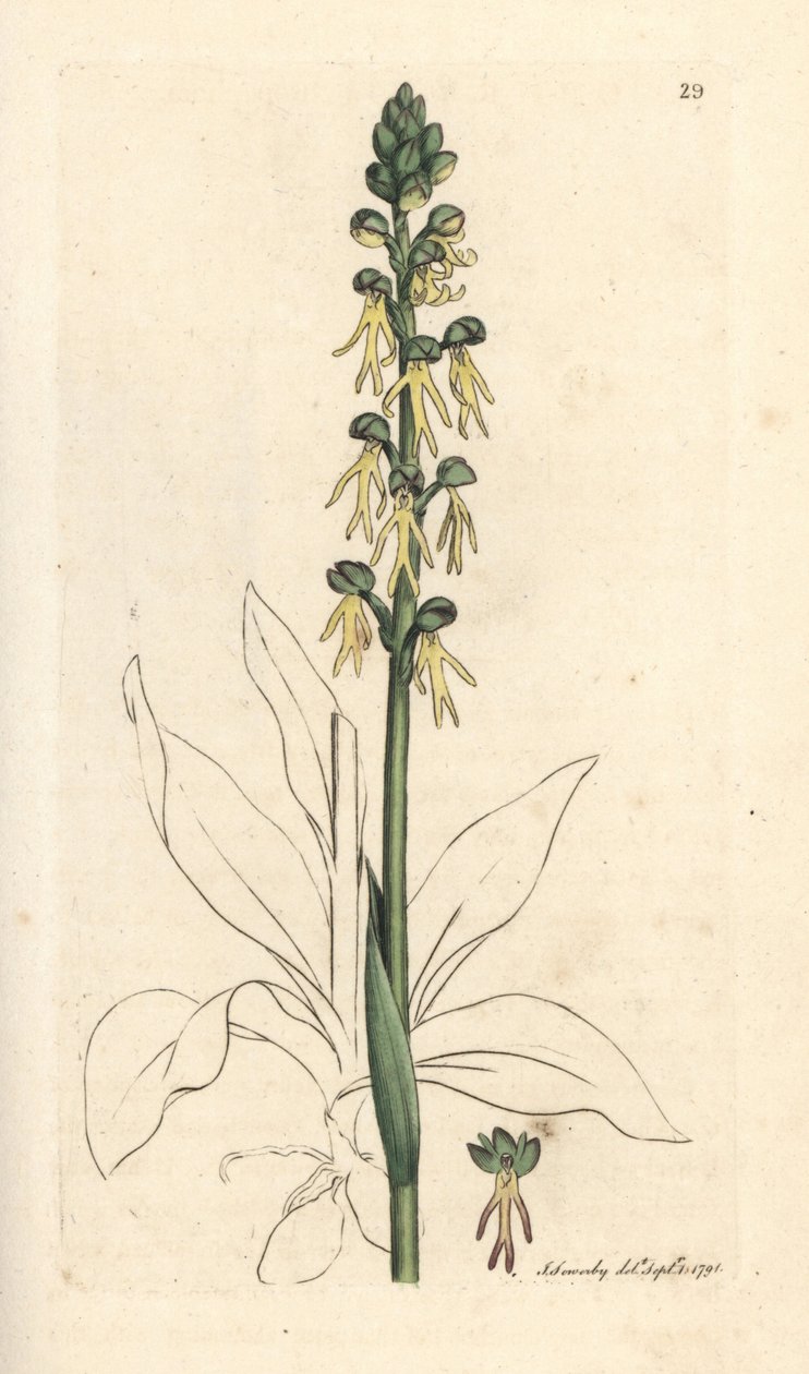 Man orchidea, Orchis anthropophora (Green man orchis, Ophrys anthropophora). Kézzel színezett rézmetszet James Sowerby illusztrációja nyomán James Smith angol botanikájából, London alkotó: James Sowerby
