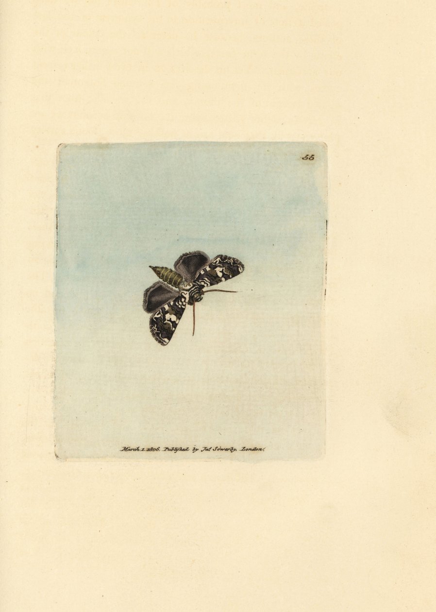 Márványos koronamoly, Hadena confusa (Phalaena x-scriptum). James Sowerby kézi színű rézmetszete a The British Miscellany-ból, vagy új, ritka vagy kevéssé ismert állattémák színes figurái. alkotó: James Sowerby