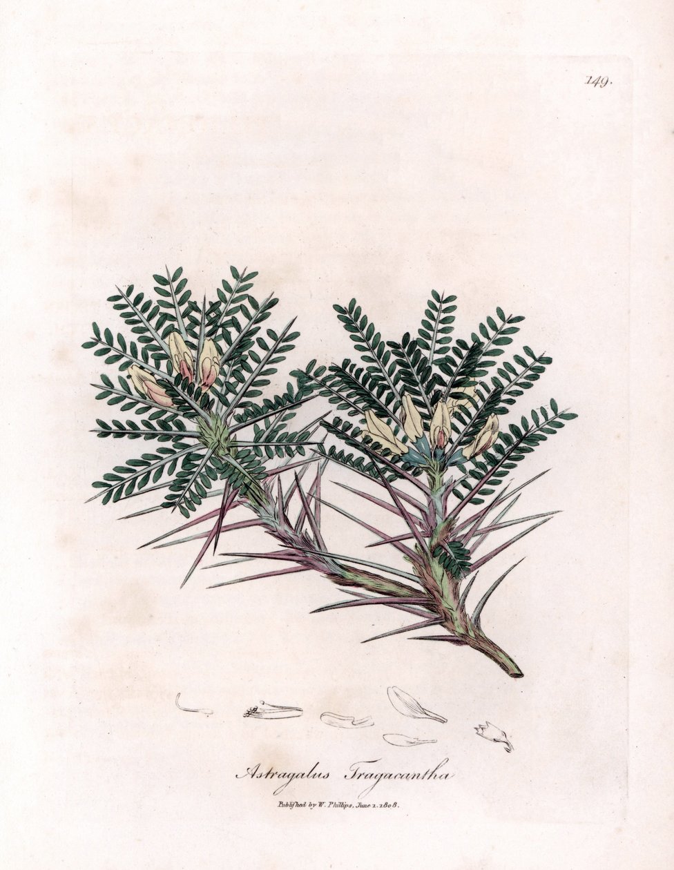 Marseille Astragalus vagy anyapárna - Kecsketövis tejbükköny, Astragalus tragacantha. Kézzel színezett rézmetszet James Sowerby botanikai illusztrációjából William Woodville-ből és Sir William Jackson Hooker "" Medical Botany" című művéből, John alkotó: James Sowerby