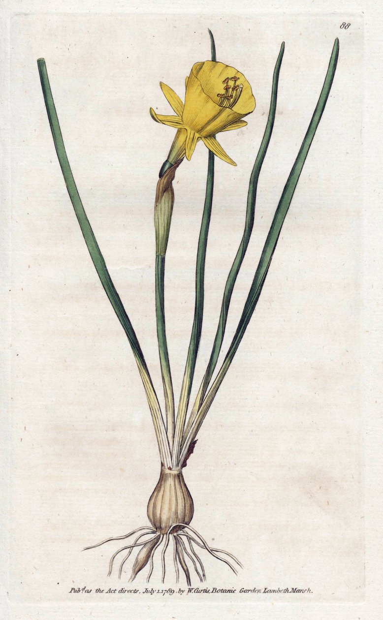 Medúza trombita – James Sowerby (1757-1822) litográfiája, William Curtis Botanical Magazine-jából (1746-1799) alkotó: James Sowerby