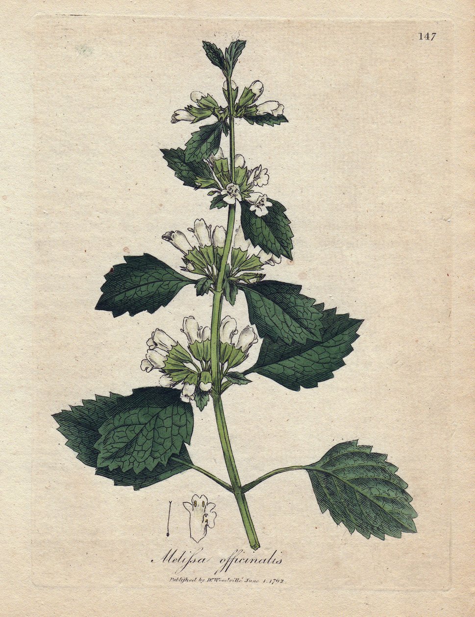 Melisse officinale (Melissa officinalis). Kézzel színezett rézmetszet James Sowerby illusztrációjából. Részlet William Woodville és Sir William Jackson Hooker „” Botanique medicale”” 1832-es könyvéből. A fáradhatatlan Sowerby (1757-1822) rajzolt alkotó: James Sowerby