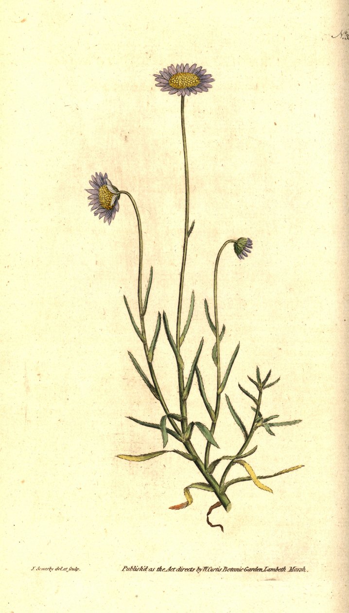 Mignonette Aster - Felicia tenella (Brisly levelű őszirózsa, Aster tenellus). James Sowerby kézzel színezett rézmetszet és botanikai illusztrációja a William Curtis The Botanical Magazine-jából, Lambeth Marsh, London alkotó: James Sowerby