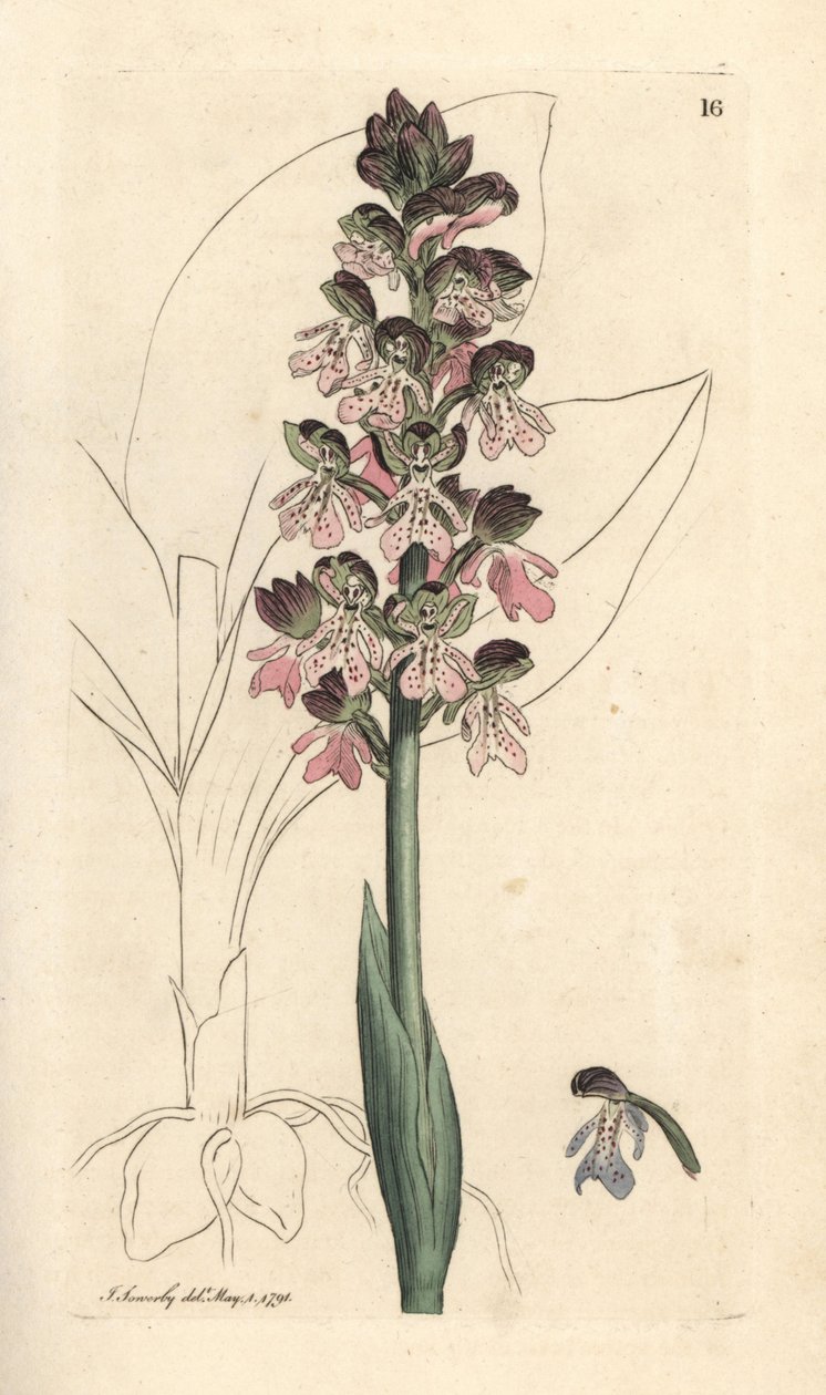 Katonai orchis, Orchis militaris (Orchis warrior) Kézi színű rézmetszet James Sowerby illusztrációja után James Smith angol botanikájából, London alkotó: James Sowerby