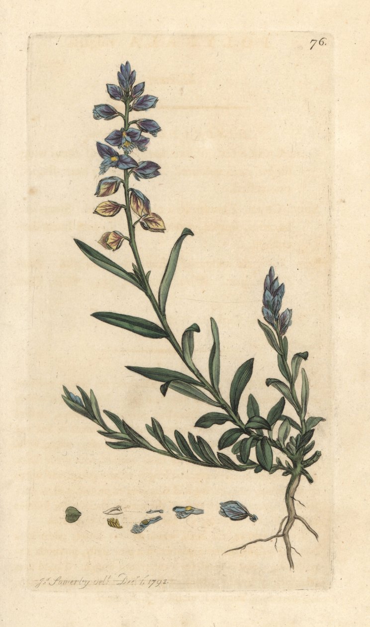 Milkwort, Polygala vulgaris Kézi színű rézmetszet James Sowerby illusztrációja nyomán James Smith angol botanikájából, London alkotó: James Sowerby