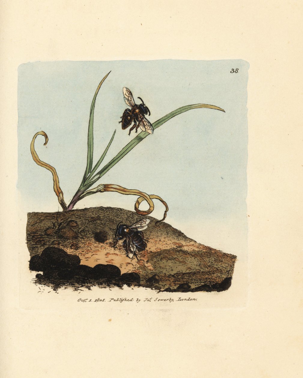 Bányaméh, Andrena nigroaenea (Melitta nigro-aenea). James Sowerby kézzel festett rézmetszet a The British Miscellany-ból, vagy új, ritka vagy kevéssé ismert állatok színes figurái. alkotó: James Sowerby