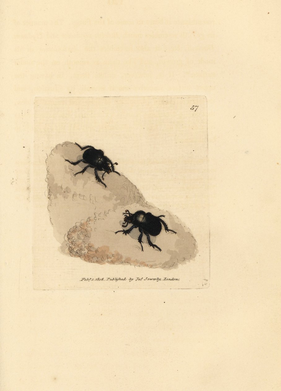 Minotaurusz bogár, Typhaeus typhoeus (Scarabaeus pumilus). James Sowerby kézi színű rézmetszete a The British Miscellany-ból, vagy új, ritka vagy kevéssé ismert állattémák színes figurái. alkotó: James Sowerby
