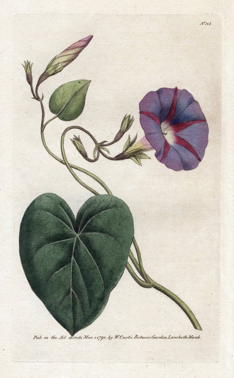 Morning Glory vagy Ipomee – James Sowerby (1757-1822) litográfiája, William Curtis Botanical Magazine-jából (1746-1799) alkotó: James Sowerby