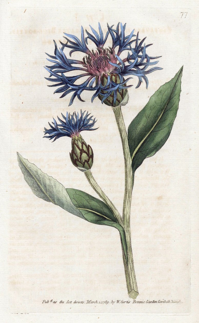 Mountain Centauuree vagy Perennial Blueberry – James Sowerby (1757-1822) litográfiája, William Curtis Botanical Magazine-jából (1746-1799) alkotó: James Sowerby