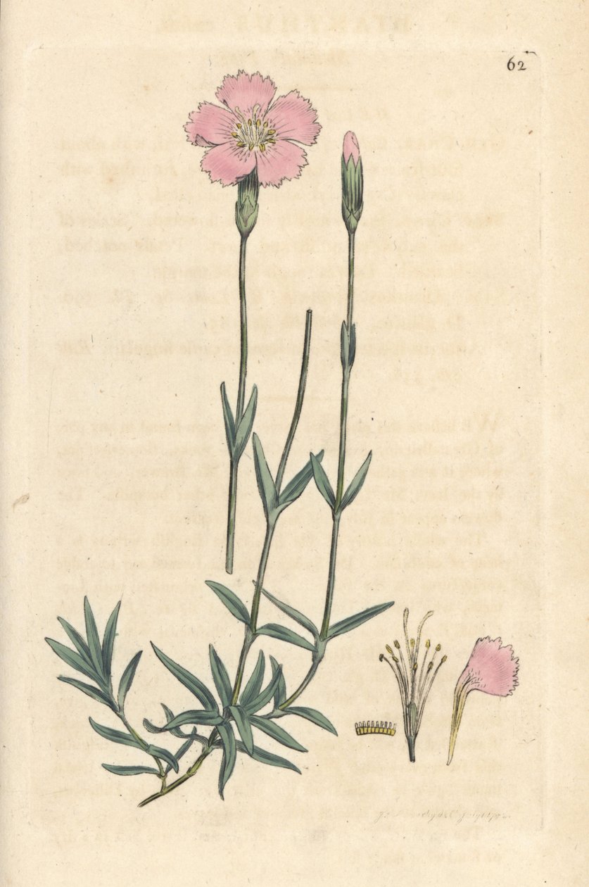 Hegyi rózsaszín, Dianthus caesius. Kézzel színezett rézmetszet James Sowerby illusztrációja nyomán James Smith angol botanikájából, London alkotó: James Sowerby