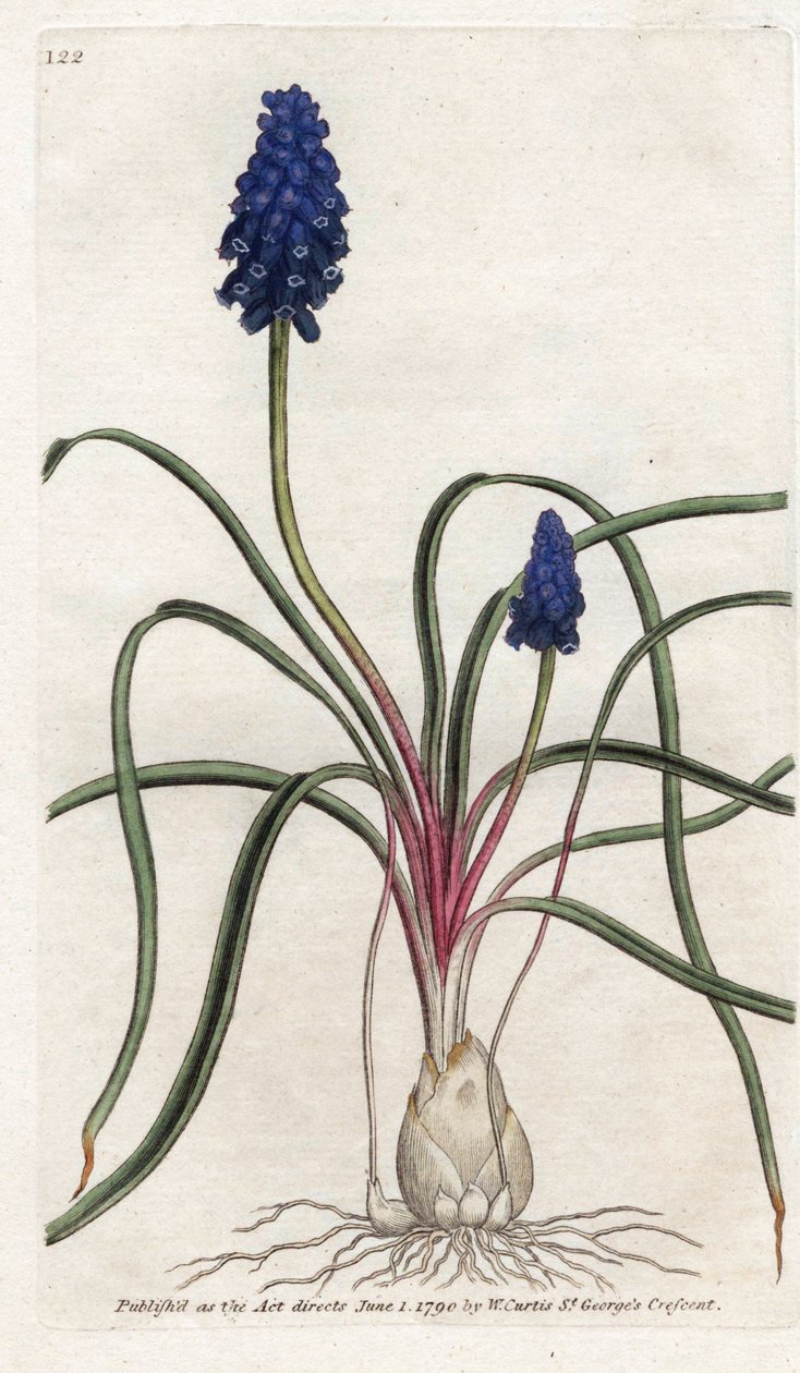 Muscari a bunch vagy muscari neglige – James Sowerby (1757-1822) litográfiája, William Curtis (1746-1799) a Botanical Magazine-ból alkotó: James Sowerby