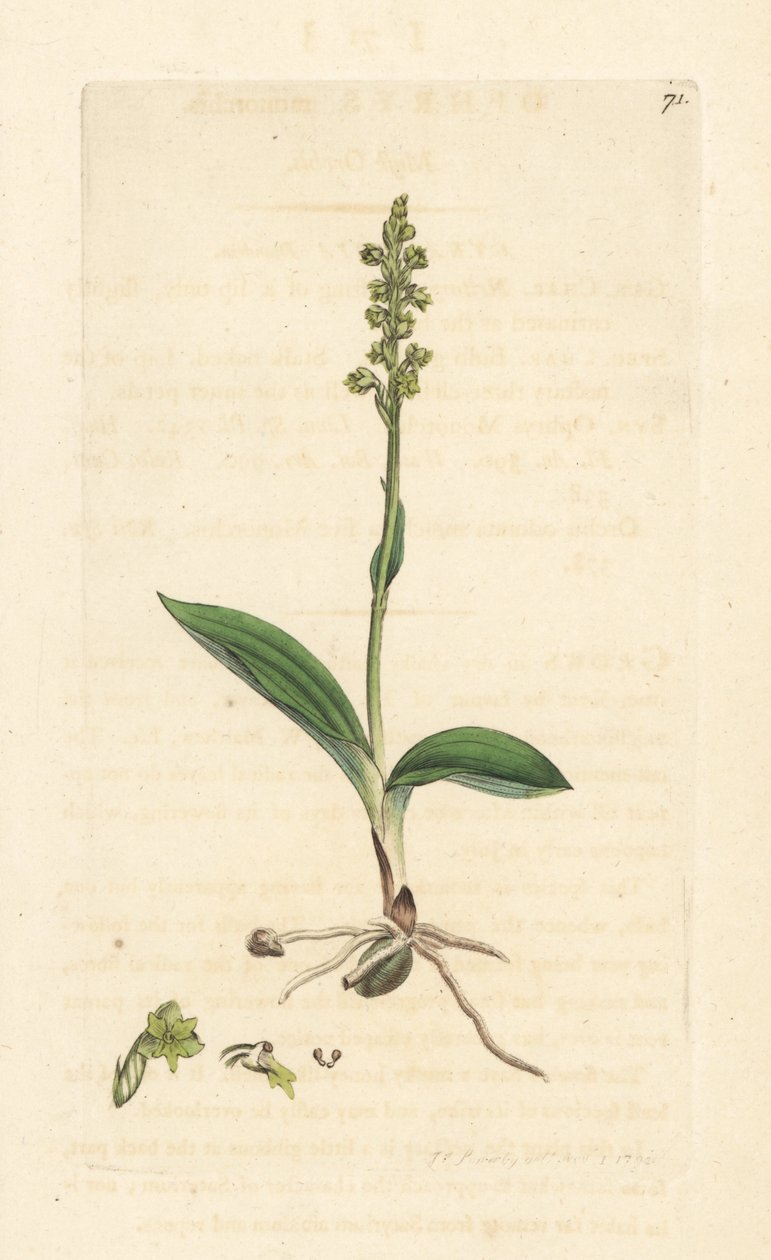 Pézsma orchidea, Herminium monorchis (Musk orchis, Ophrys monorchis). Kézzel színezett rézmetszet James Sowerby illusztrációja nyomán James Smith angol botanikájából, London alkotó: James Sowerby
