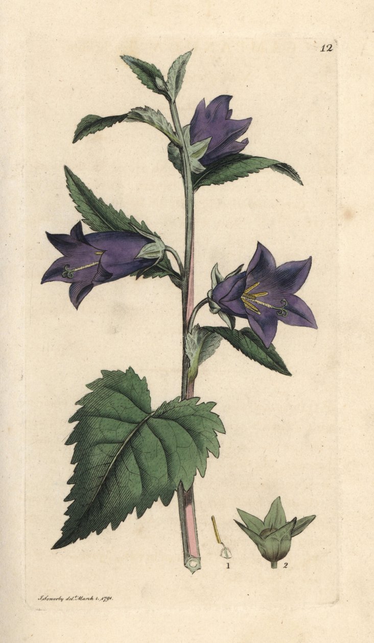 Csalánlevelű harangvirág, Campanula trachelium (Campanule gantelee) Kézi színű rézmetszet James Sowerby illusztrációja után James Smith angol botanikájából, London alkotó: James Sowerby