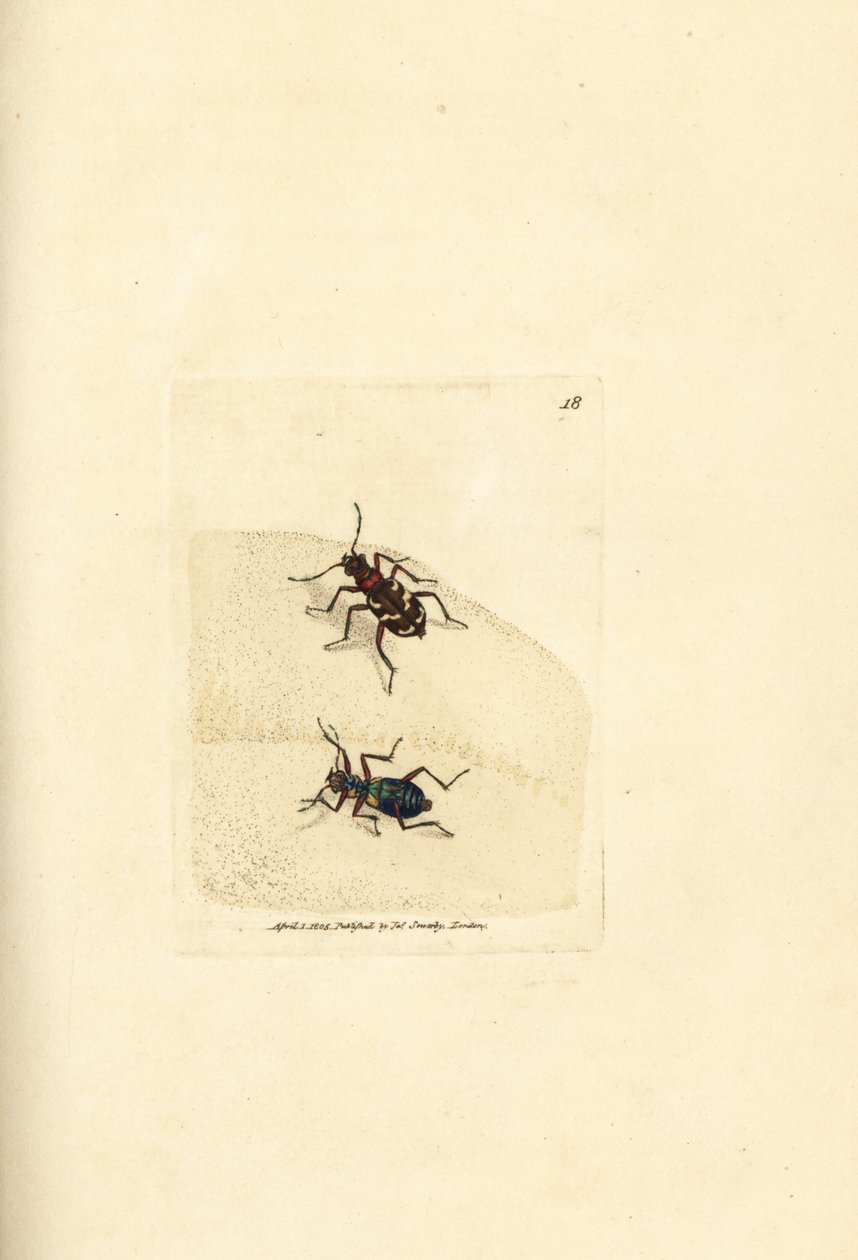 Északi dűnetigrisbogár, Cicindela hybrida. James Sowerby kézi színű rézmetszete a The British Miscellany-ból, vagy új, ritka vagy kevéssé ismert állattémák színes figurái. alkotó: James Sowerby