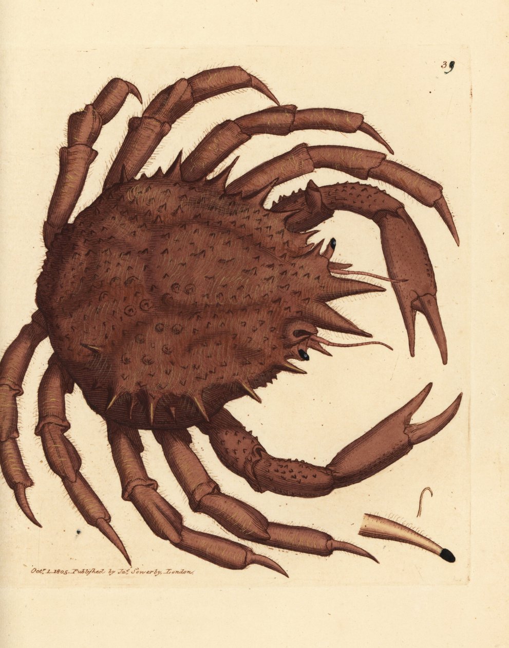 Norvég királyrák vagy északi kőrák, Lithodes maja. James Sowerby kézi színű rézmetszete a The British Miscellany-ból, vagy új, ritka vagy kevéssé ismert állattémák színes figurái. alkotó: James Sowerby