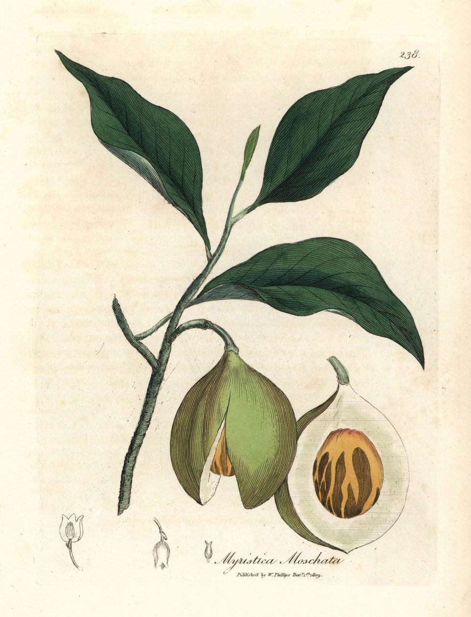 Szerecsendió- és buzogányfa, Myristica moschata, Myristica fragrans alkotó: James Sowerby