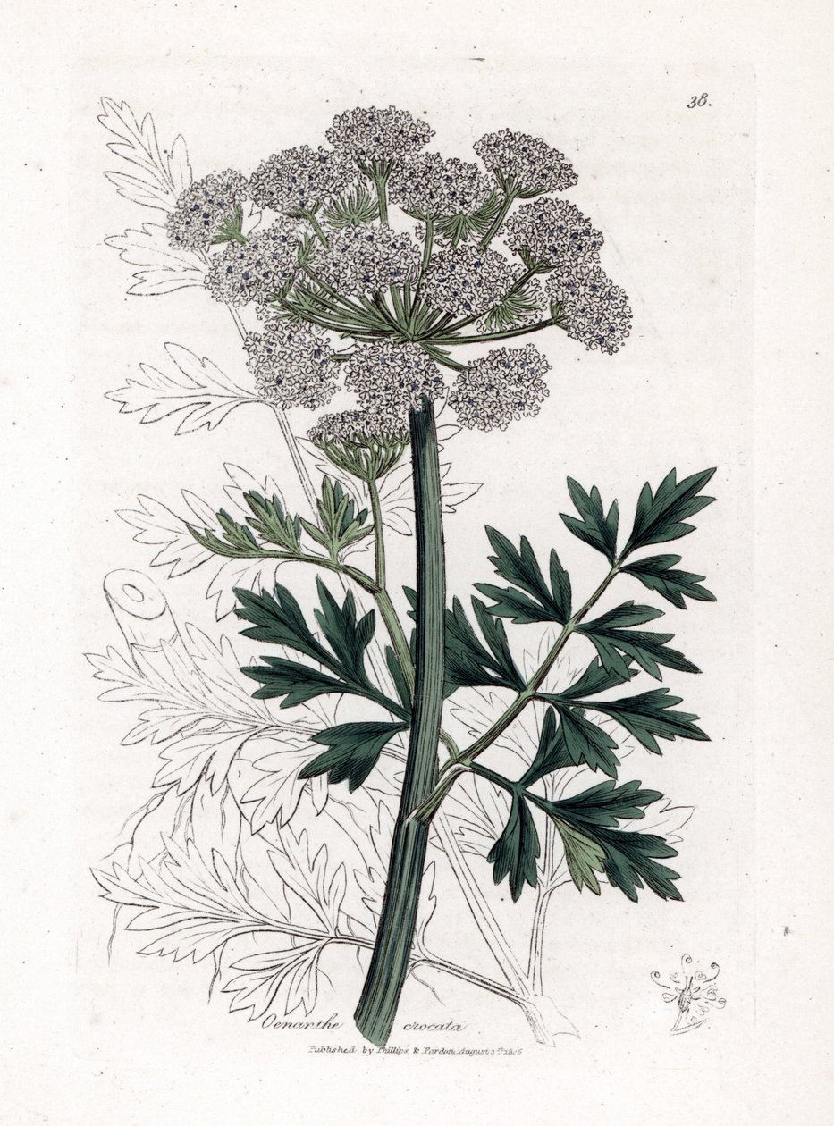 Oenanthe safranee - Hemlock vízcsepp, Oenanthe crocata. Kézzel színezett rézmetszet James Sowerby botanikai illusztrációjából (William Woodville) és Sir William Jackson Hooker "" Medical Botany" című művéből, John Bohn, London alkotó: James Sowerby