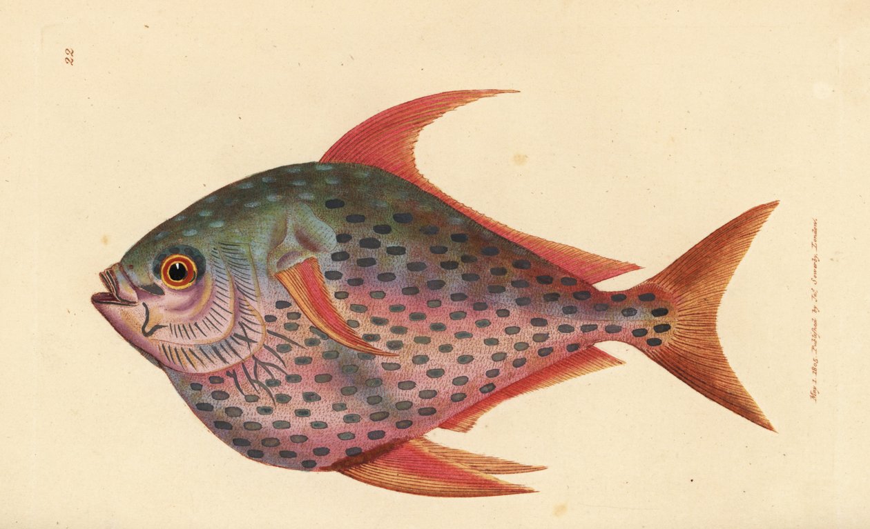 Opah, Lampris guttatus (Zeus opah). James Sowerby kézi színű rézmetszete a The British Miscellany-ból, vagy új, ritka vagy kevéssé ismert állattémák színes figurái. alkotó: James Sowerby