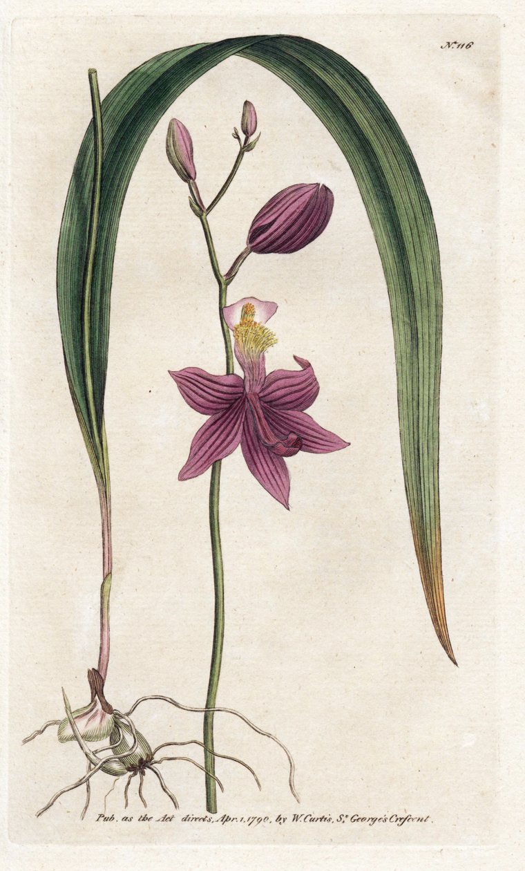 Orchidea: calopogon tuberus – James Sowerby (1757-1822) litográfiája, William Curtis Botanical Magazine (1746-1799) alkotó: James Sowerby