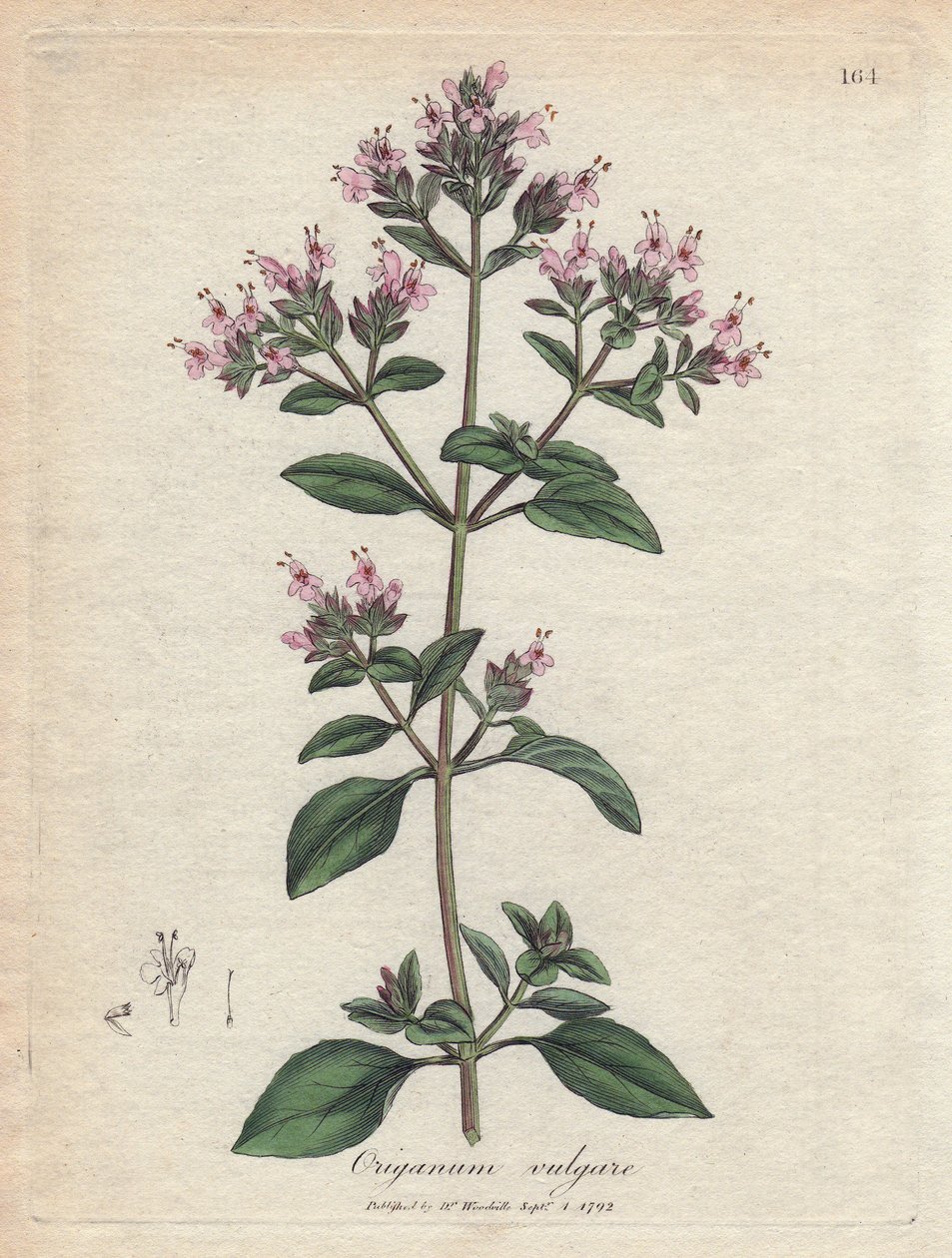 Oregano. Kézzel színezett rézmetszet James Sowerby (1757-1822) rajzából, Botanique Medicinale alkotó: James Sowerby