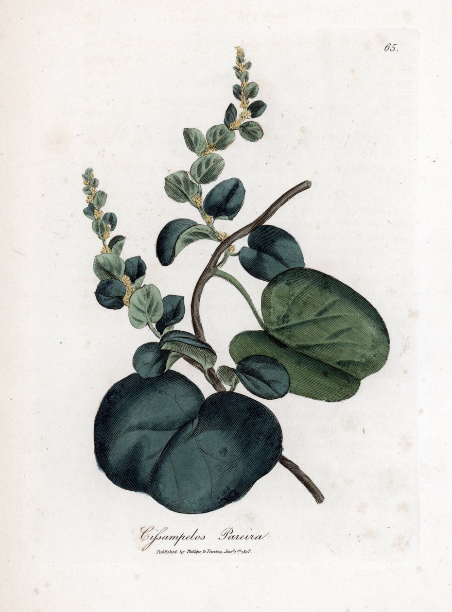 Pareira brava cissampelos, Cissampelos pareira pareira. Kézzel színezett rézmetszet James Sowerby botanikai illusztrációjáról William Woodville-ből és Sir William Jackson Hooker "" Medical Botany" című művéből, John Bohn, London alkotó: James Sowerby