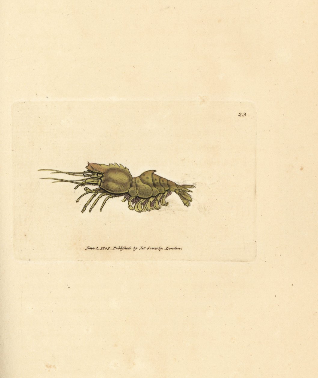 Papagáj garnélarák, Spirontocaris spinus (Spine backed shrimp; Cancer spinus). James Sowerby kézi színű rézmetszete a The British Miscellany-ból, vagy új, ritka vagy kevéssé ismert állattémák színes figurái. alkotó: James Sowerby