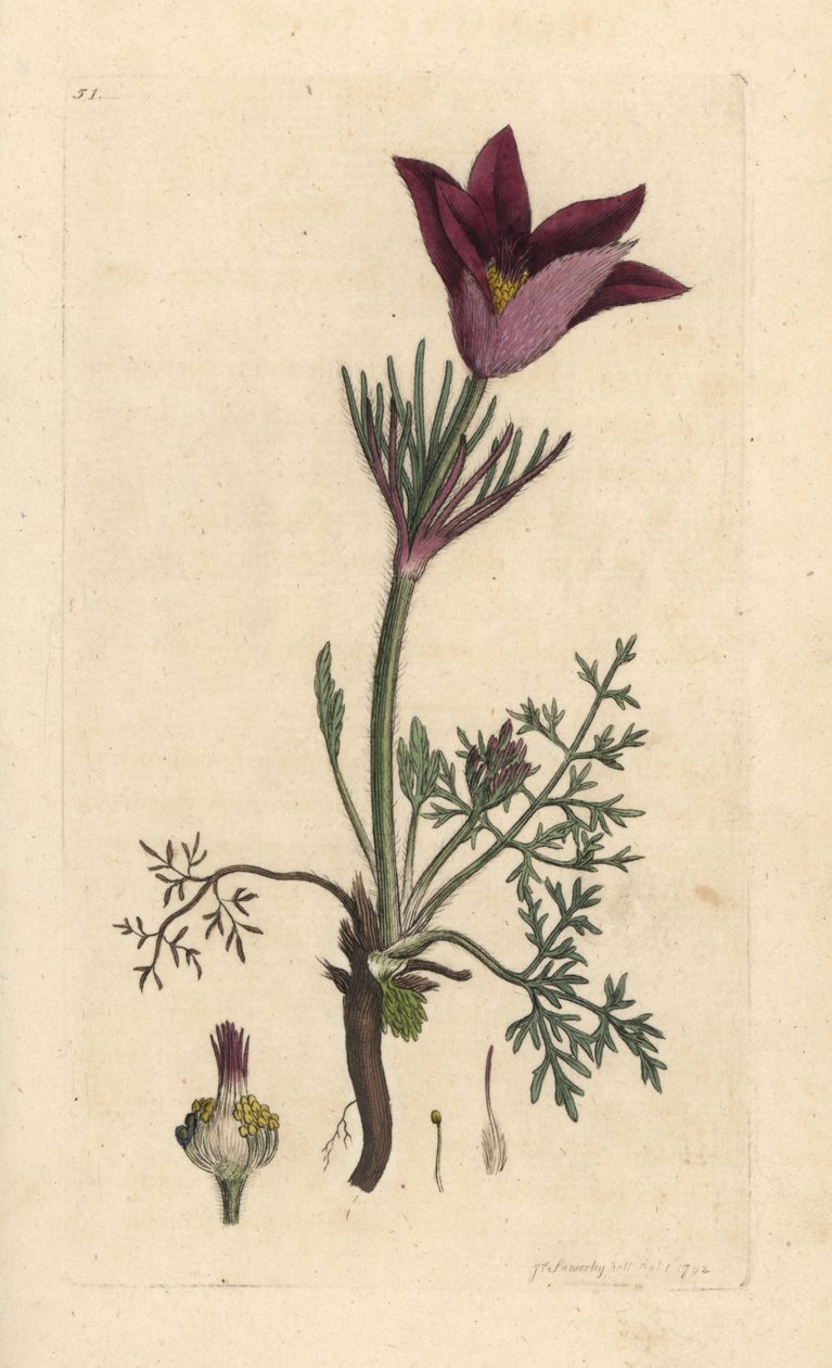 Pasqueflower, Anemone pulsatilla (pulsatille) Kézi színű rézmetszet James Sowerby illusztrációja után, James Smith angol botanikája, London alkotó: James Sowerby