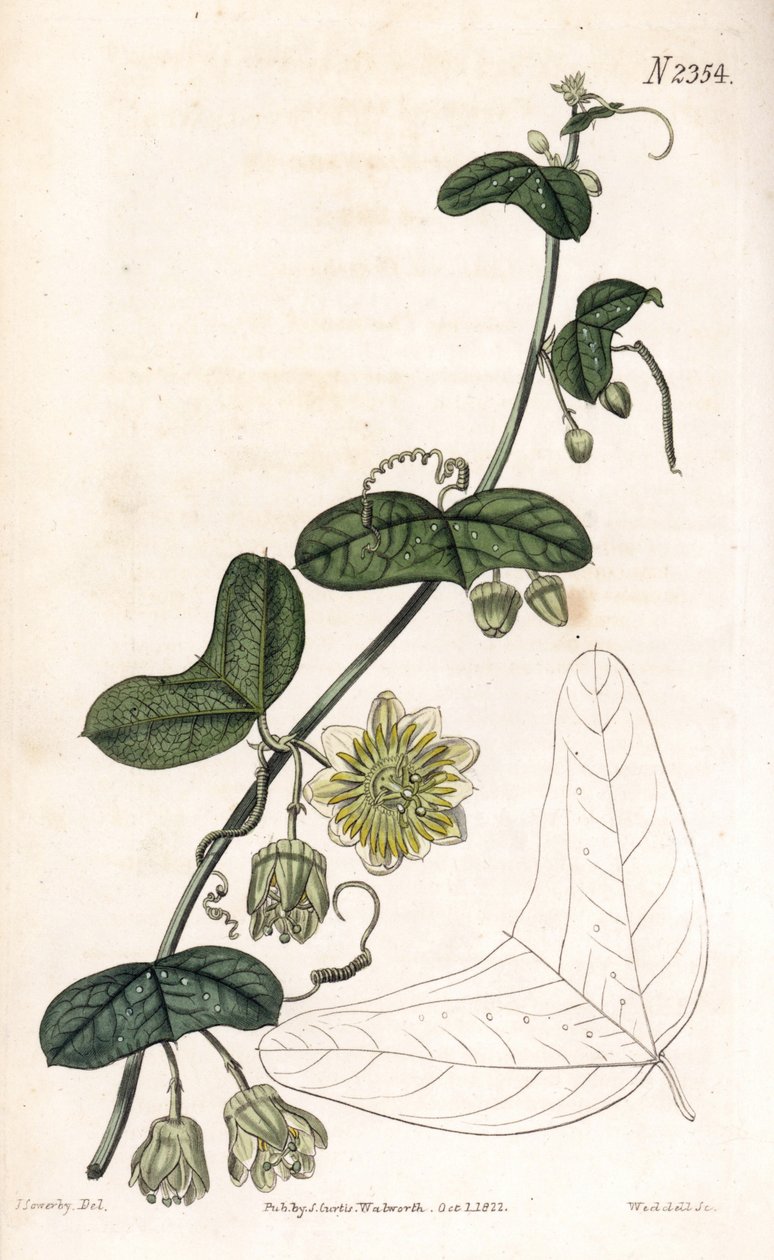 Golgotavirág fajta - Passiflora biflora (félholdlevelű golgotavirág, Passiflora lunata). Weddell kézzel színezett rézmetszet James Sowerby illusztrációja nyomán Samuel Curtis „” Botanical Magazine” című londoni magazinjából alkotó: James Sowerby