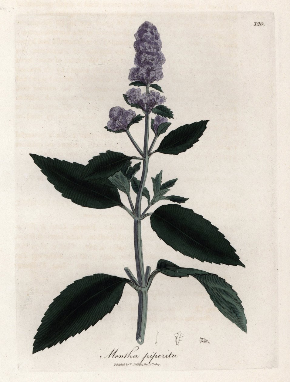Borsmenta. Kézzel színezett rézmetszet James Sowerby (1757-1822) rajzából, Botanique Medicinale alkotó: James Sowerby