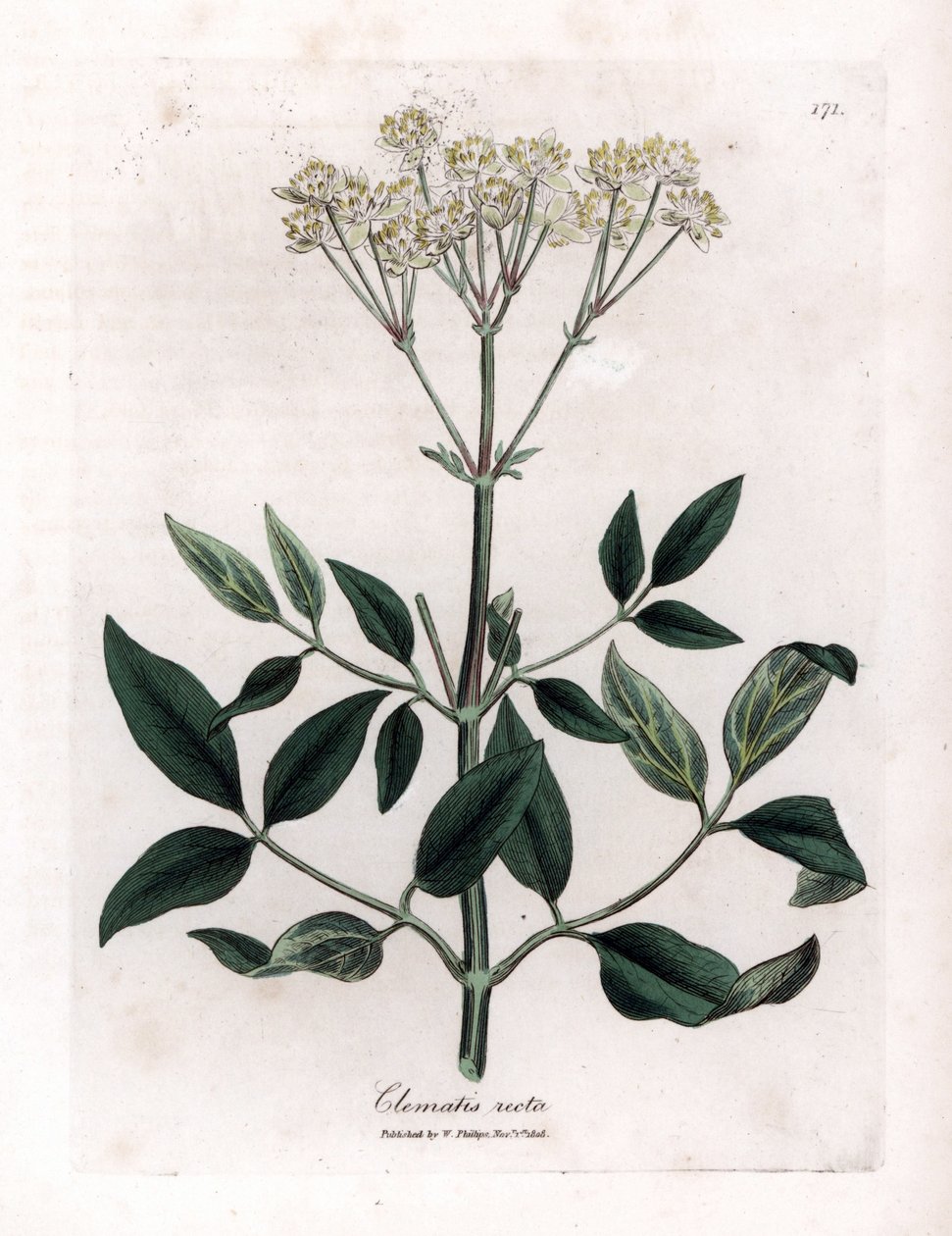 Évelő klematit - Felálló szüzek bower, Clematis recta. Kézzel színezett rézmetszet James Sowerby botanikai illusztrációjából (William Woodville) és Sir William Jackson Hooker "" Medical Botany" című művéből, John Bohn, London alkotó: James Sowerby