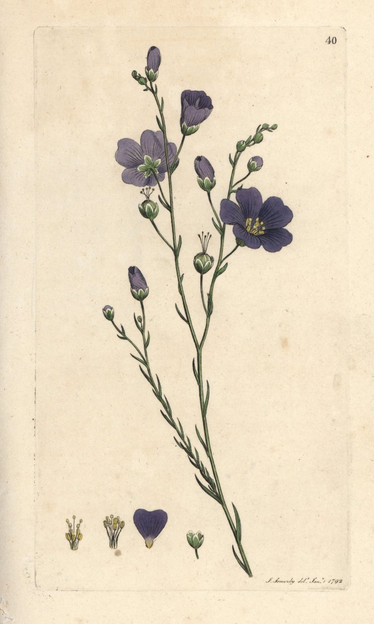 Évelő len, Linum perenne (vászon perace) Kézi színű rézmetszet James Sowerby illusztrációja nyomán James Smith angol botanikájából, London alkotó: James Sowerby