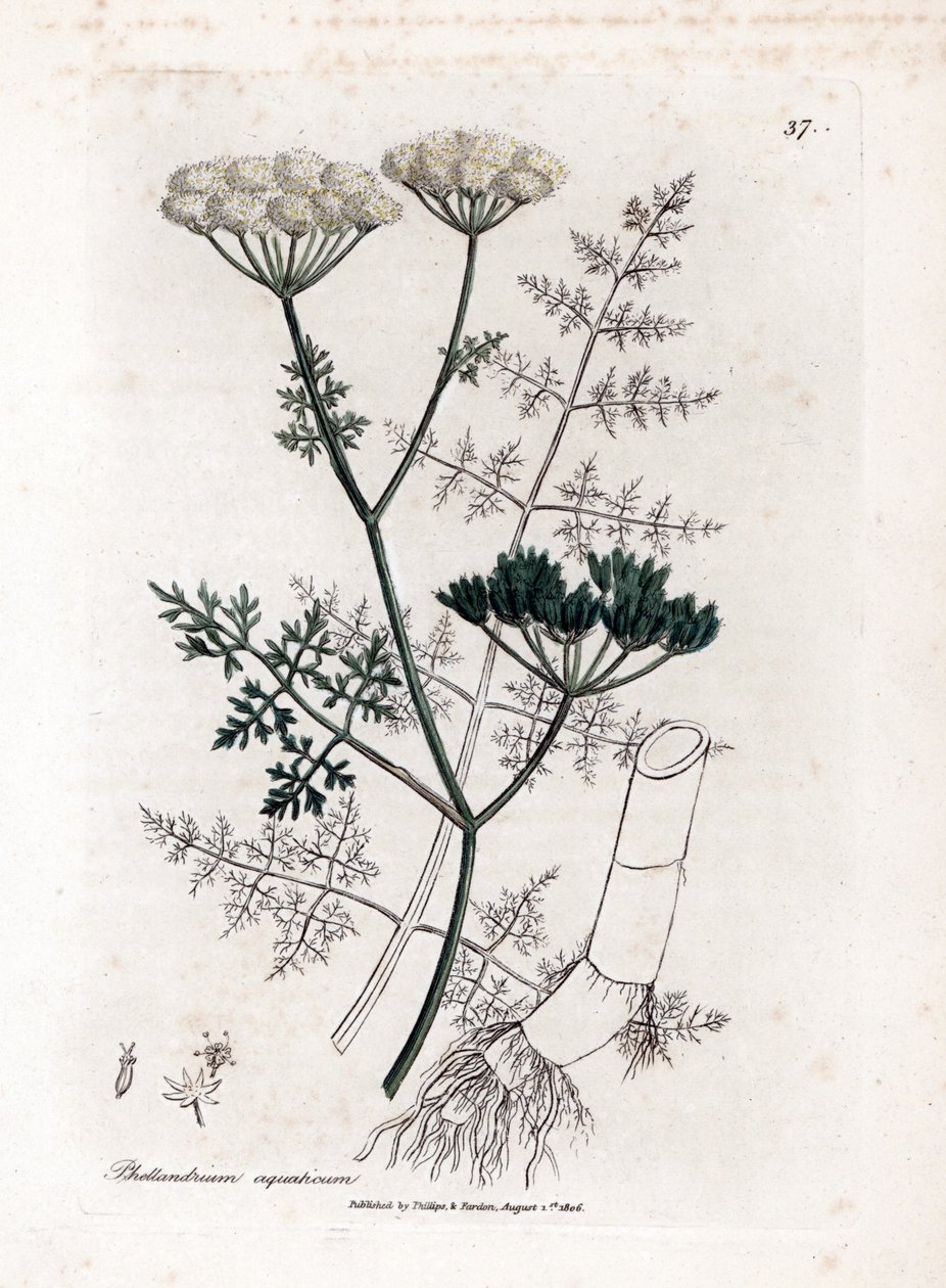 Phellandrium aquatium - Finomlevelű vízi bürök, Phellandrium aquatium. Kézzel színezett rézmetszet James Sowerby botanikai illusztrációjáról William Woodville-ből és Sir William Jackson Hooker "" Medical Botany" című művéből, John Bohn, London alkotó: James Sowerby