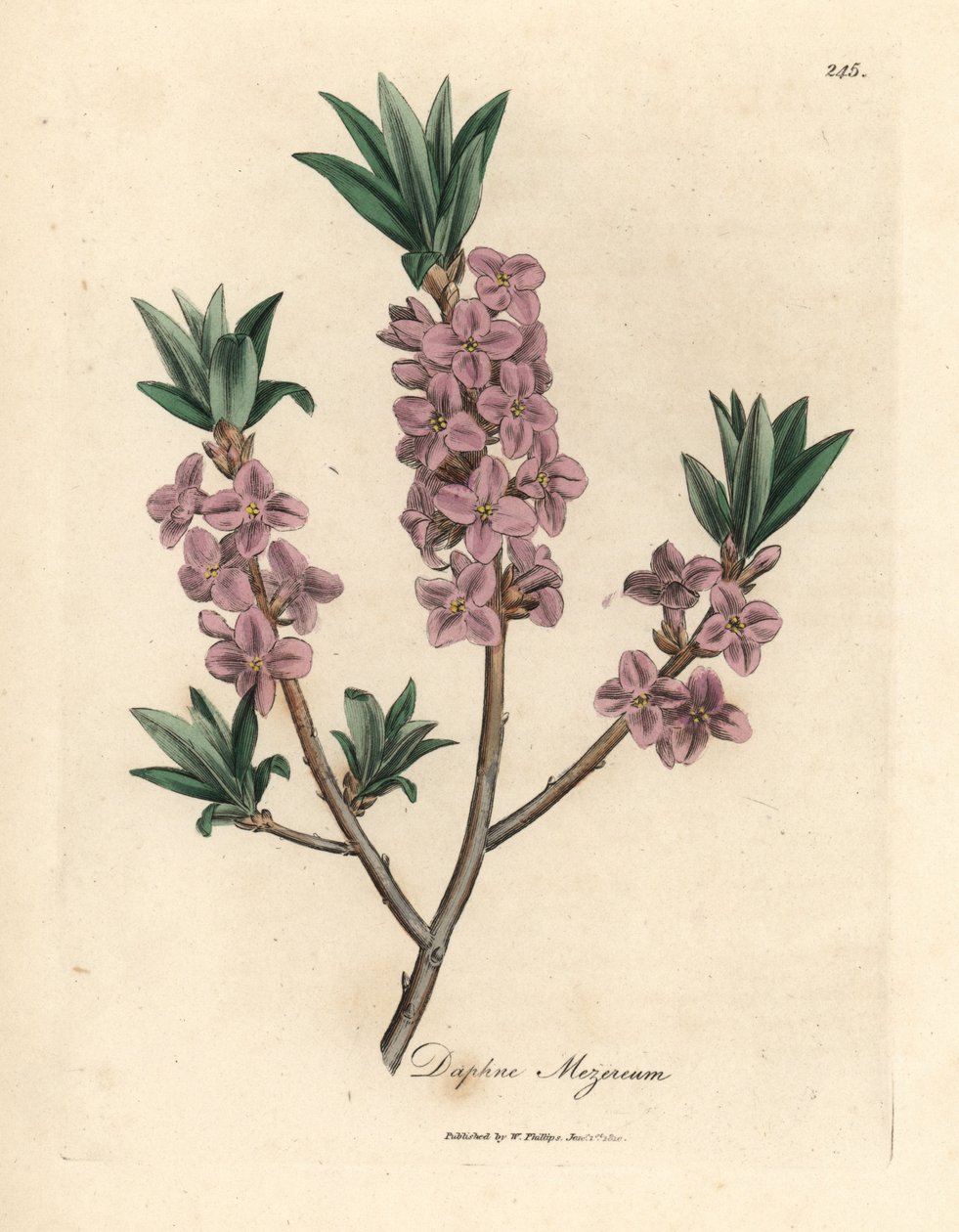 Rózsaszín virágú mezereon, Daphne mezereum alkotó: James Sowerby