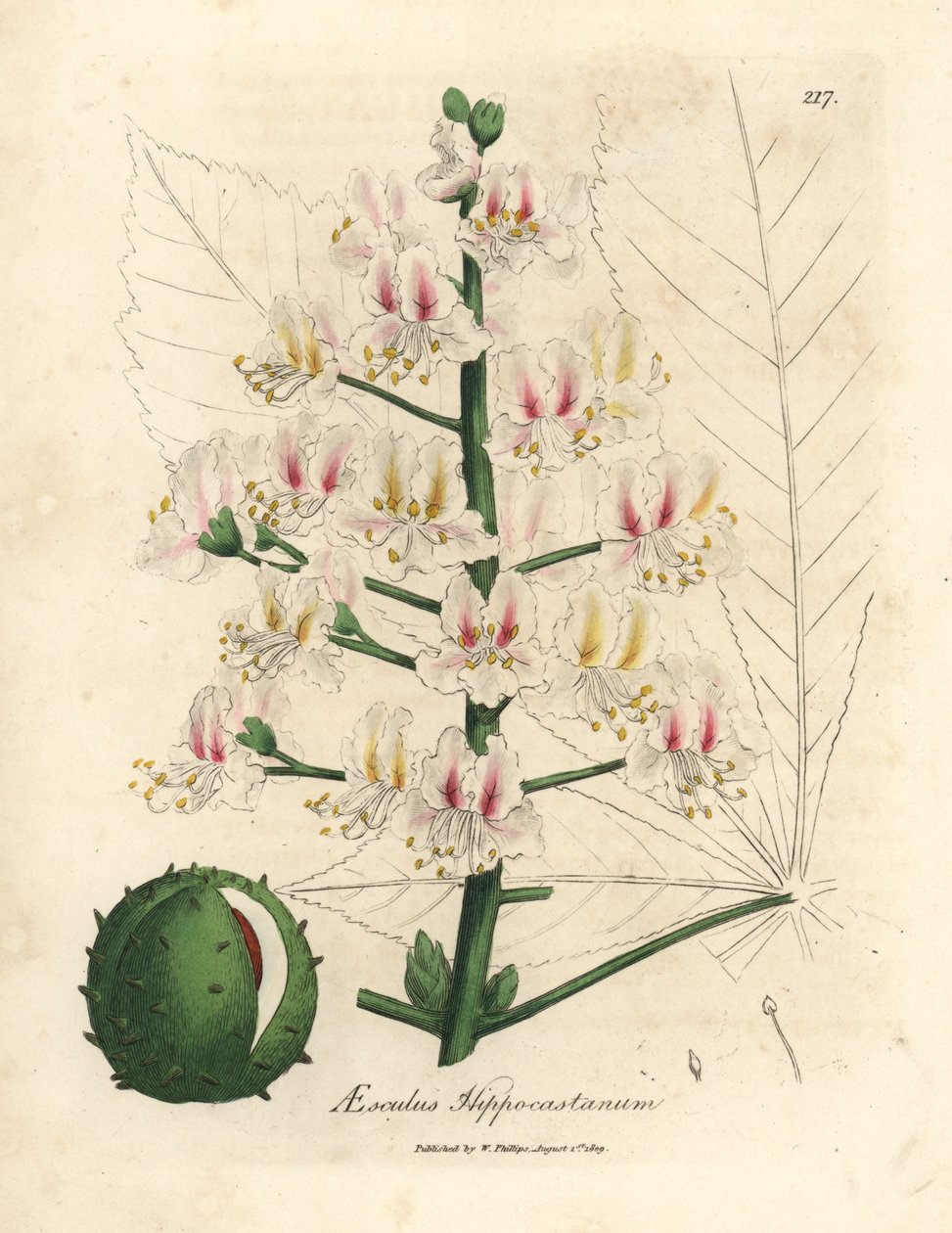 A vadgesztenyefa, Aesculus hippocastanum rózsaszín virága és termése alkotó: James Sowerby