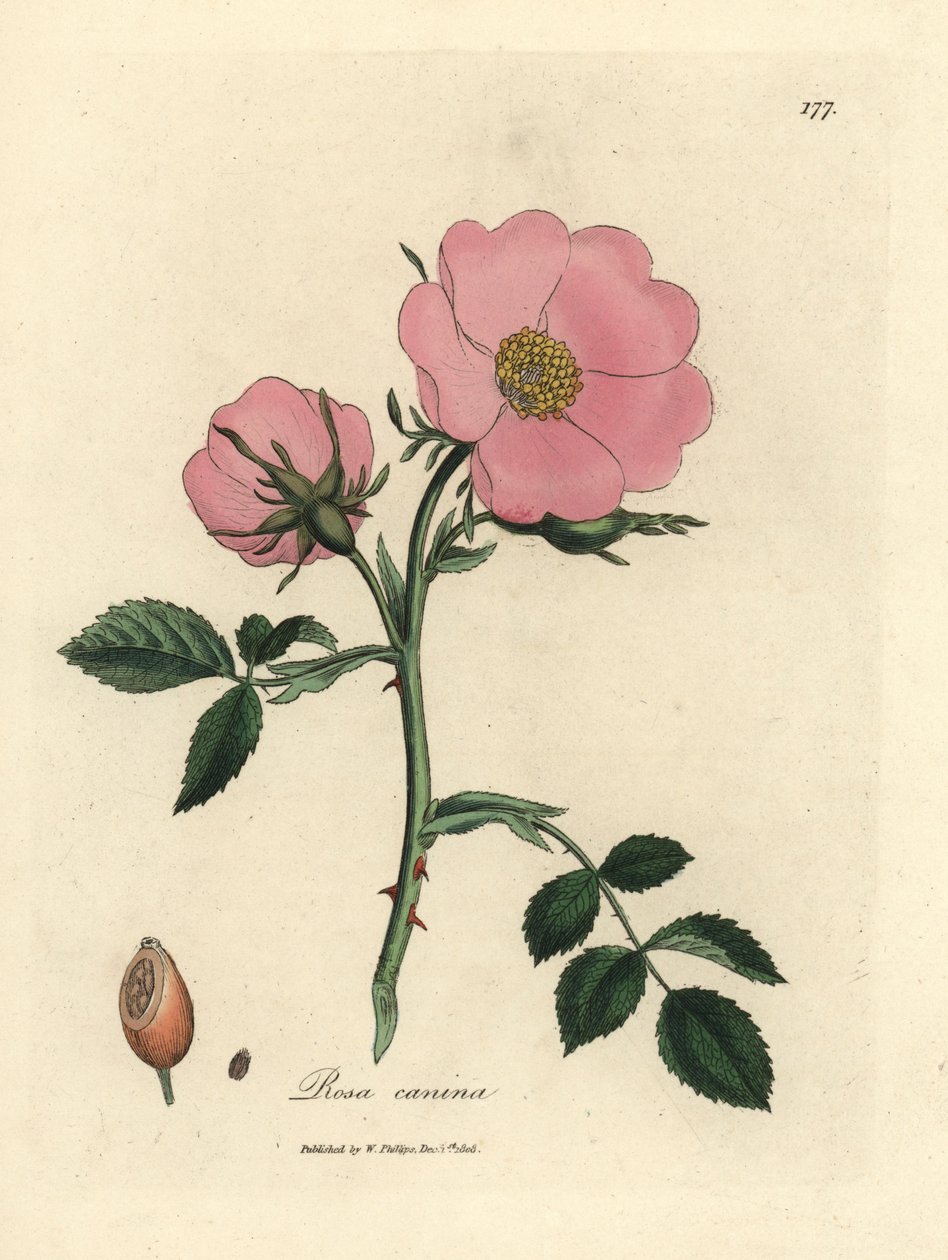 Rózsaszín kutyarózsa csipkebogyóval, Rosa canina alkotó: James Sowerby